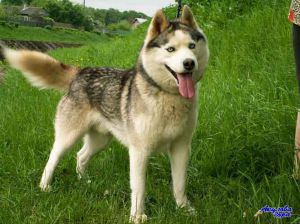 SERY KARDINAL  S GOLUBOI ZVEZDI