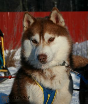 VABANK  MAGADAN NORTHERNER