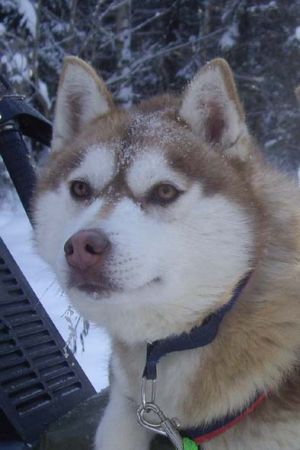 IGNITE MY FIRE OF GOLDEN NICOL