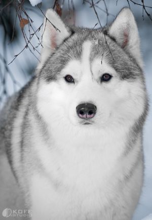 FLY DREAM  THUNDER THE GREAT