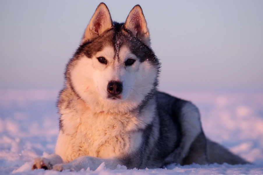 Флай Дрим  Её Величество Победа
