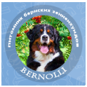 Bernolli logo